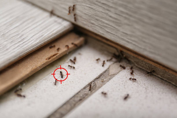 Wasp Removal Services in Delshire, OH