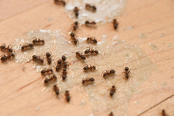 Trusted Delshire, OH Pest Control Experts