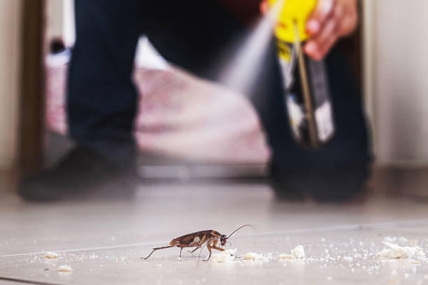 Best Rat Extermination Near Me  in Delshire, OH
