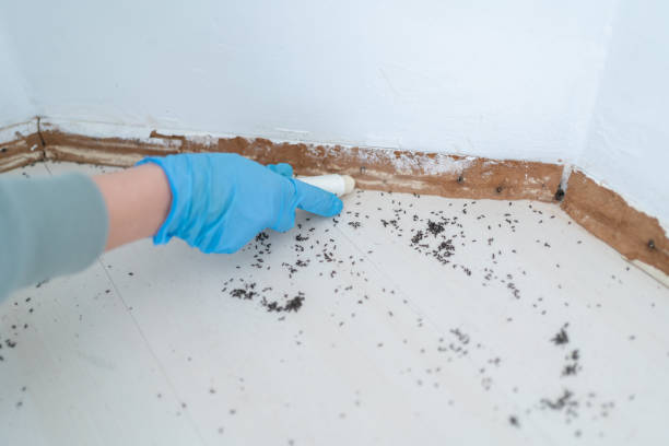Best Termite Control Services  in Delshire, OH